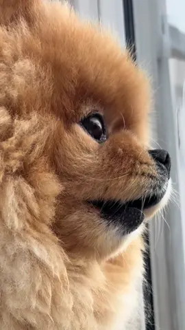 Neighbours can feel your empty space by the window 💔🥲🌈#missyou #dogloss #foryoupage❤️❤️ #pov #missingyou 