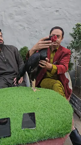 #lassaniaseelfarm #ahmadaseelfarm 