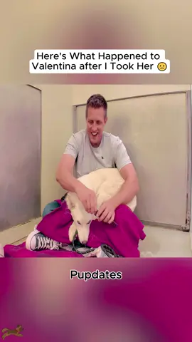 Here's what Happened to the Husky they said was a 'Lost Cause' #dog #DogTraining #pets #trainingdog #dogsoftiktok #puppy #puppytiktok #puppytraining #cute #poordog