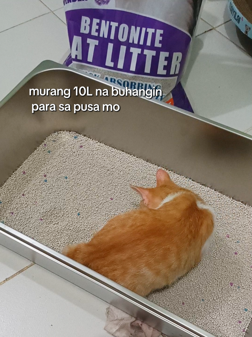 mabilis mag clump, hindi maamoy, mura lang, ma dust nga lang siya #catlitter #catlittersand #littersand #bentonite #bentonitecatlitter 