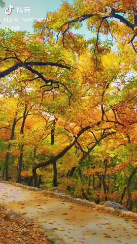 Người trả ưu phiền full bài