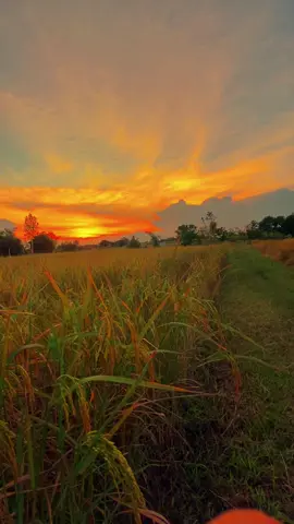#วิวบ้านนอก🍃 #ท้องฟ้า⛅🌈 #ธรรมชาติบําบัด #ทุ่งนา #typppppppppppppppppppシ @TikTok 