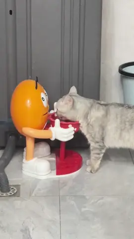 Cute cats #happykitty #catlovers #interactiveplay 