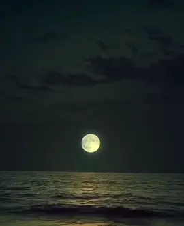 مشغوب منك #الامارات_العربية_المتحده🇦🇪 #قصايد #طلال_بن_هذال #ابوظبي #الشعب_الصيني_ماله_حل😂😂 