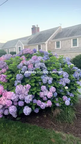 need it to be June rn #capecod #capecodmassachusetts #Summer #coastaltown #trending 