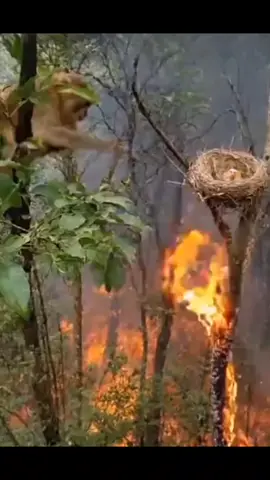 Sohrat873#nature #haywanlar #hestdhot 