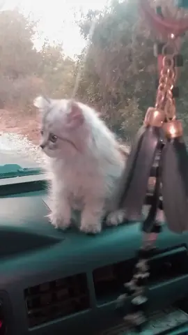 قطط#قطط_كيوت 