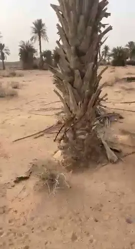 #ددسن #ددسن_غمارتين 