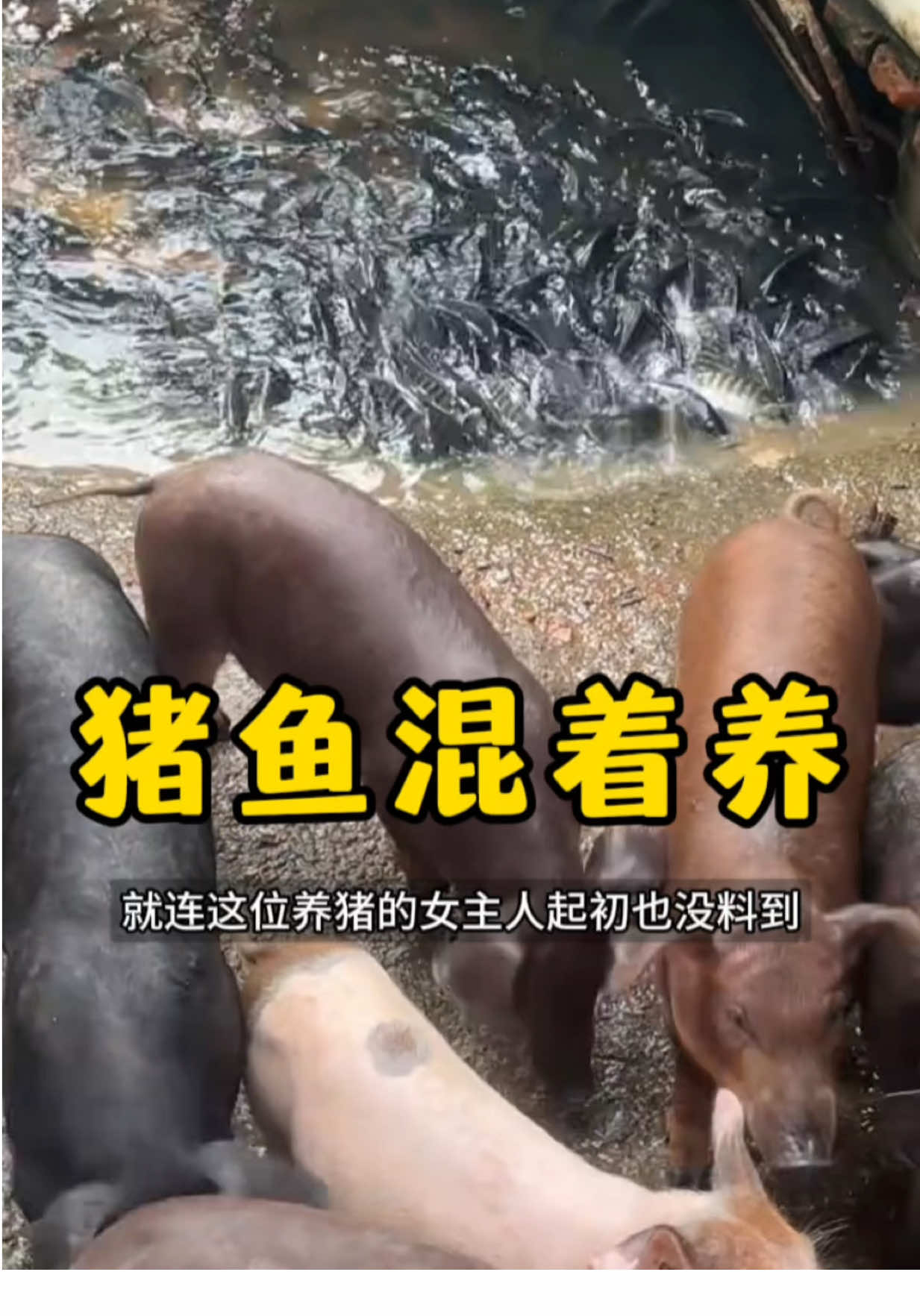 把鱼放到猪圈里养是怎么回事