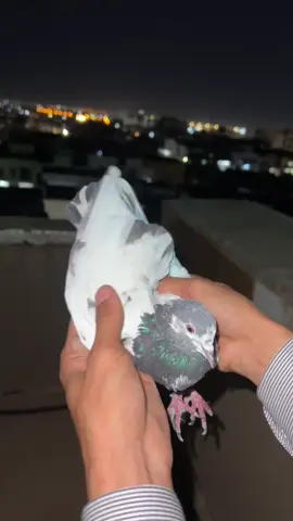 #fyp #عه ره بى#hawler #کەرکوک #foryoupage 