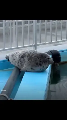 Спасибо за 700 сабов #seal #seallove♥️#тюлен #люблютюленей