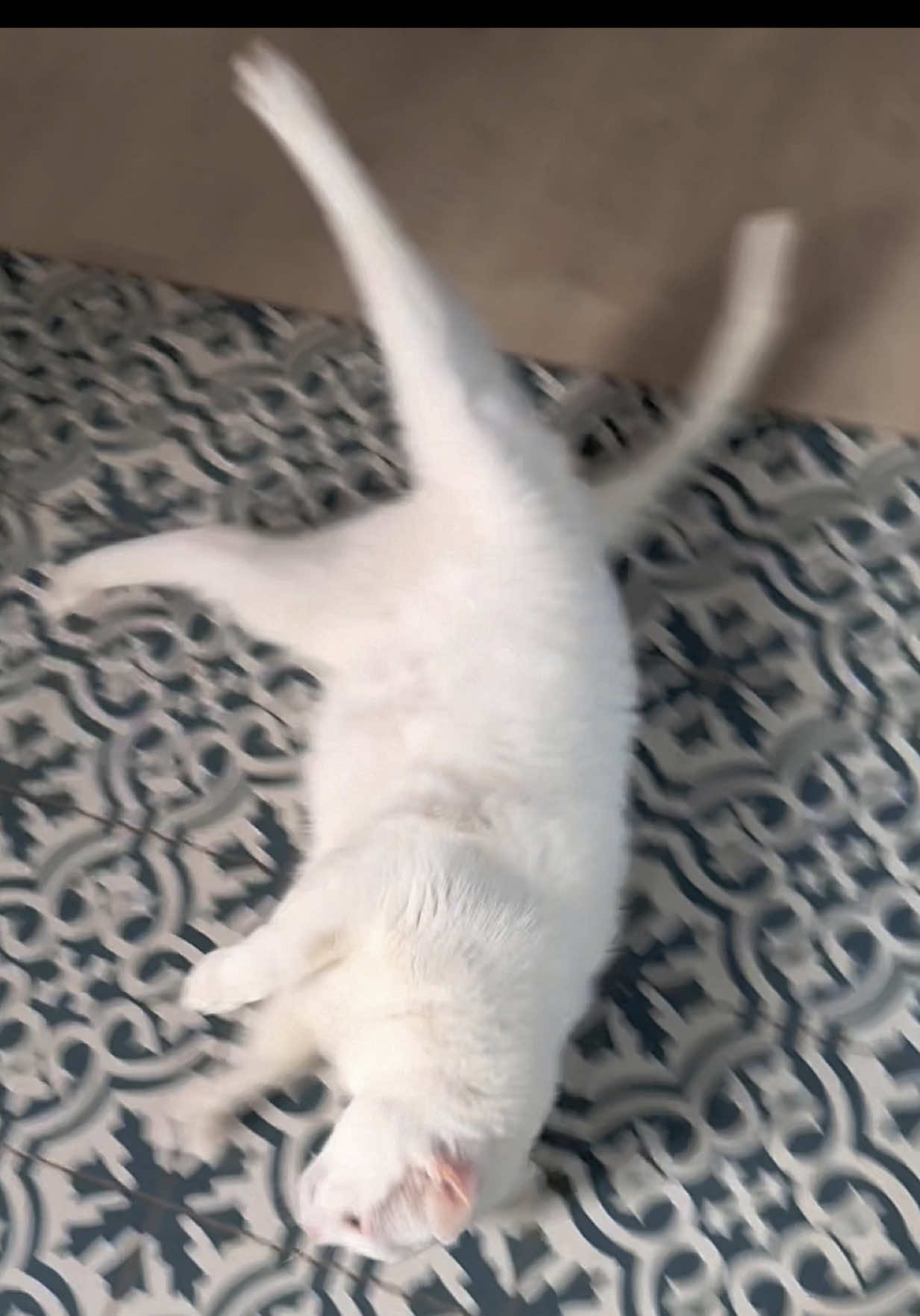 Does anyone else’s cat like this?! 🌊  #funnycat #catsoftiktok #weirdcat 