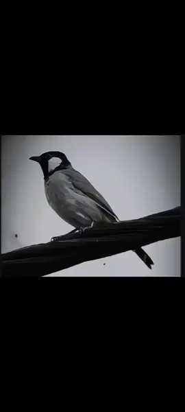 #عبارتكم_اصمم_عليه #ستوريات_بلابل #fyp #اكسلور @𝘼𝙃𝙈𝙀𝘿 @𝘼𝙃𝙈𝙀𝘿 @𝘼𝙃𝙈𝙀𝘿 