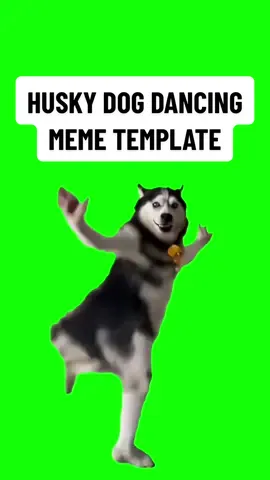 Husky Dog Dancing Green Screen Meme Template - Green Screen of an AI Husky Dog Dancing to Indian Tamil Music Ichu Ichu #CapCut  #husky #dog #dogs #meme 