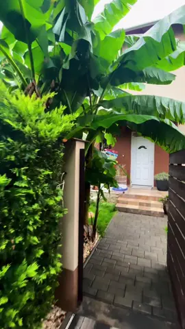 #musabasjoo#téliesítés#bananfa#bananatree#winter 