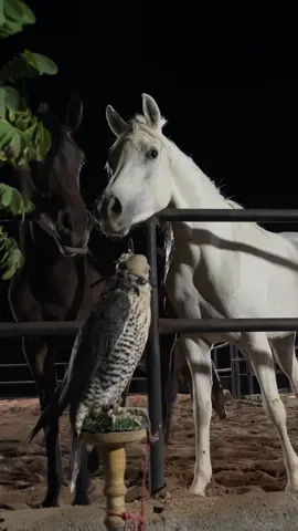 #ماشاءالله #خيل#صقر#حايل #تصويري📸 