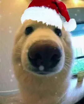 Noel Tới🎅#CapCut #xh #trending #noel #meme 