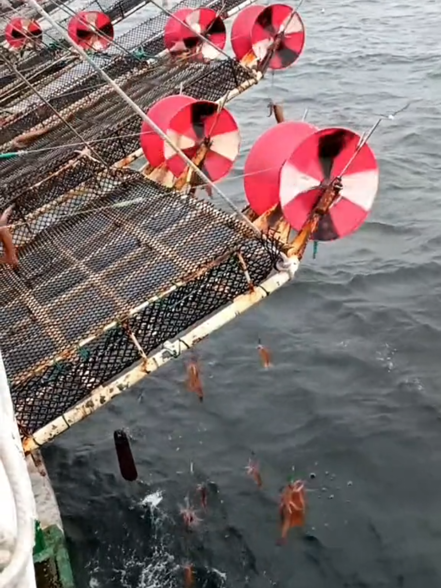 #رؤوس_الجبال #كمزار #مسندم #كنعد #كنعد 