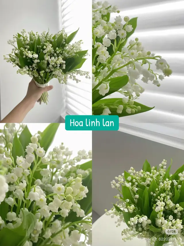 Linh lan trắng: Loài hoa này biểu trưng cho vẻ đẹp thuần khiết và tinh khôi trong tình yêu. Cre: xiaohongshu  #acuinie #xiaohongshu #anhnen #hoalinhlan 