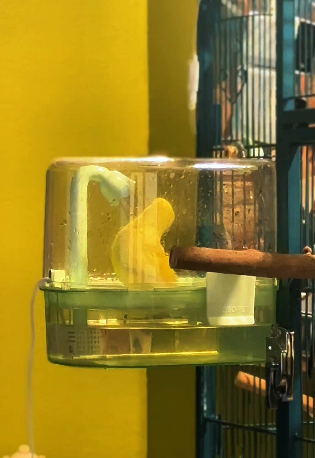 Make me feel clean n fresh #budgie #birdtok #bird #birdbath 