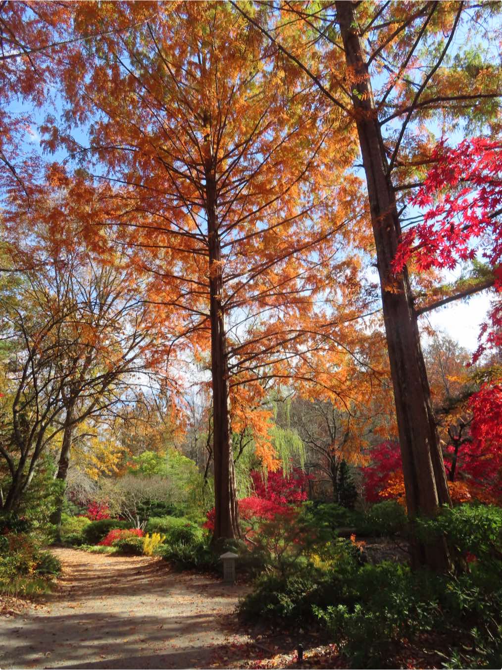 fall in Georgia showing off 🍂 @Gibbs Gardens 📍 so worth the one hour drive from ATL #thingstodoinatlanta #atlantageorgia #fallcolors #daytrip #fyp 