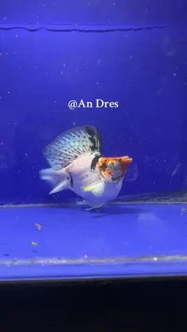 Quality Trico Redhead Male🤩🥺 #CapCut #fyp #molly #redhead #highlight 