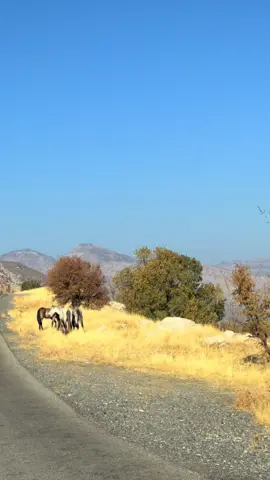 قەرەبالغی مرۆڤ دلت خۆشناکات کاتیک دلت لای کەسیکە💔🥀#barzani #sherwani #kurdstan🇹🇯️ #roya0_ #kurdstan🇹🇯️ 