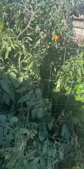 #livehighlights #tiktoklive #fypシ #offgridliving #survival