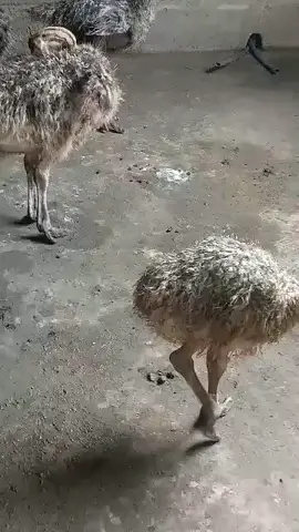 #autruchon #madamepintade #autruche 