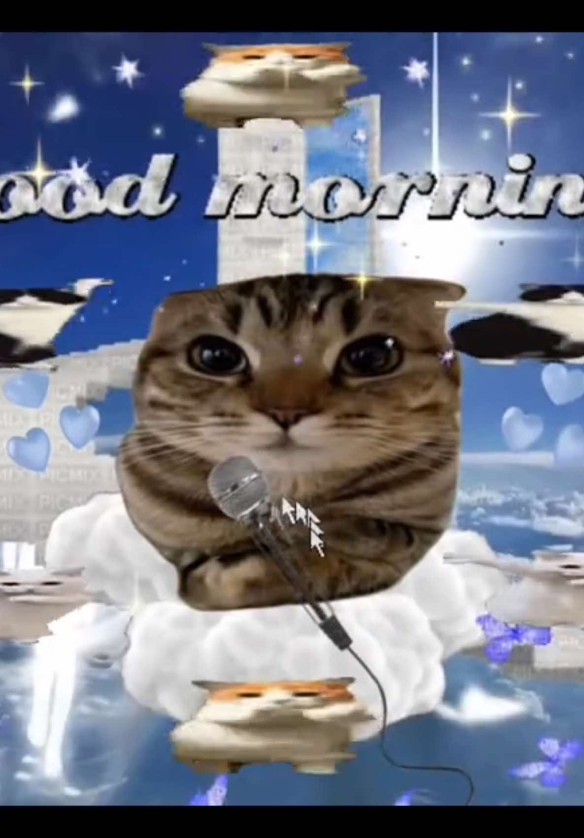 good morning 💗☁️✨ #catcore #cats #sillycat #brainrotcore #catsoftiktok 
