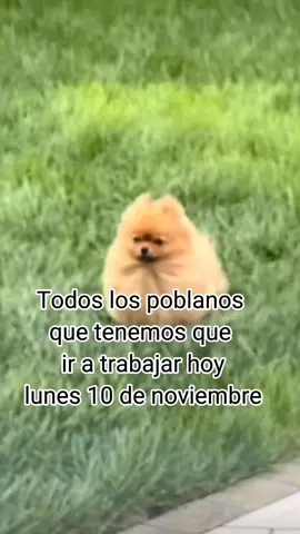 que chula es puebla                                              #Meme #MemeCut #CapCut  #puebla #fuerteviento 