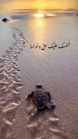 نصيحة السلحفات اني ليس لي علاقه