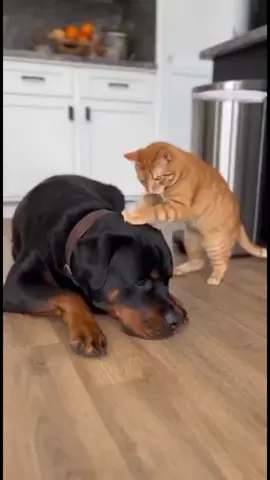 🐱🐶 “When You Wake Up the Wrong Dog 😂 #funnycats #animals #fyp #viral #dog 