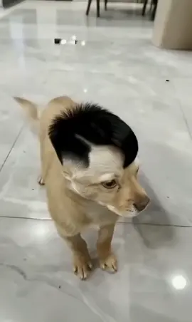 #catrinachallengetiktokshop 