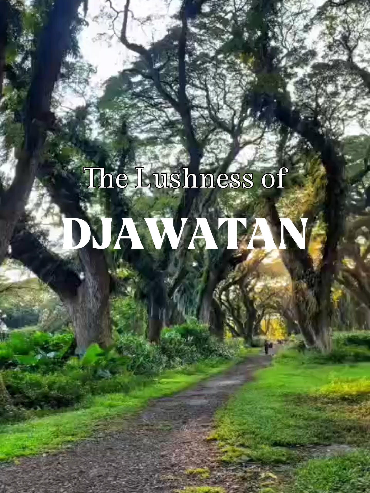 The Lushness of Djawatan Tripsa.id juga melayani trip : - Trip Bromo - Trip Kawah Ijen - Trip Labuan Bajo - Trip Raja Ampat - Event Organizer - Tour Malang-Batu - Rent Villa Kalo kalian juga pengen trip ke Djawatan seru kaya gini bisa contact admin di bawah yaa👇 ☎ +62 813-4455-8889 #bromo #bromotenggersemeru #piknik #piknikaesthetic #familypicnic #holiday #familyholiday #fyp #fypツ #fypviralシ #fyppppppppppppppppppppppp #fypage #viral #adventure #malang24jam #batu24jam #malanghits #lautanpasir #lautanpasirbromo #kawahijen  #banyuwangi #dedjawatan #djawatan #visitbanyuwangi #banyuwangi24jam