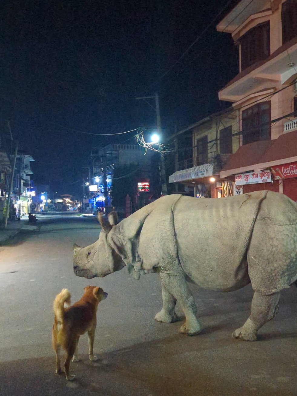Rhino roaming in chitwan street #chitwan  #rhino  #nepal  #sauraha  #rhinos 