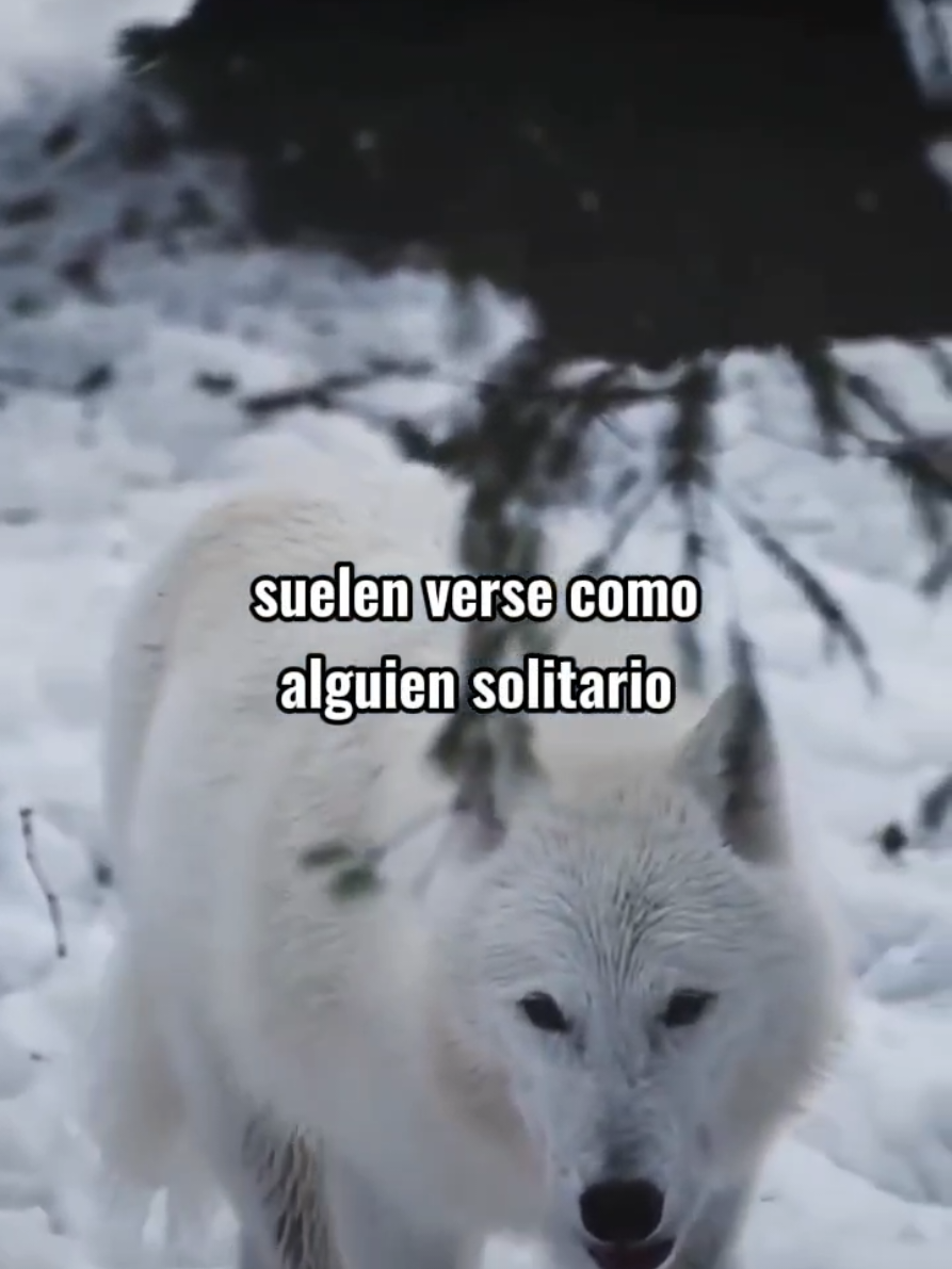 #frases #motivacion #lobos #foryoupage 