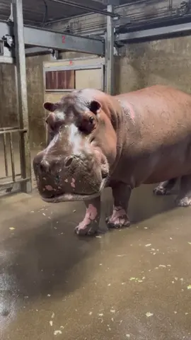While the hippos were using their heated pools inside due to the cold temps, keepers discovered Fiona *still* doesn't like bubbles, Bibi and Fritz are fearless, and Tucker doesn't like bubbles! 🫧 
