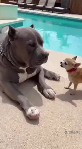 🐶💦🤣😂 #dog #dogfunny ##chihuahua #bulldog 