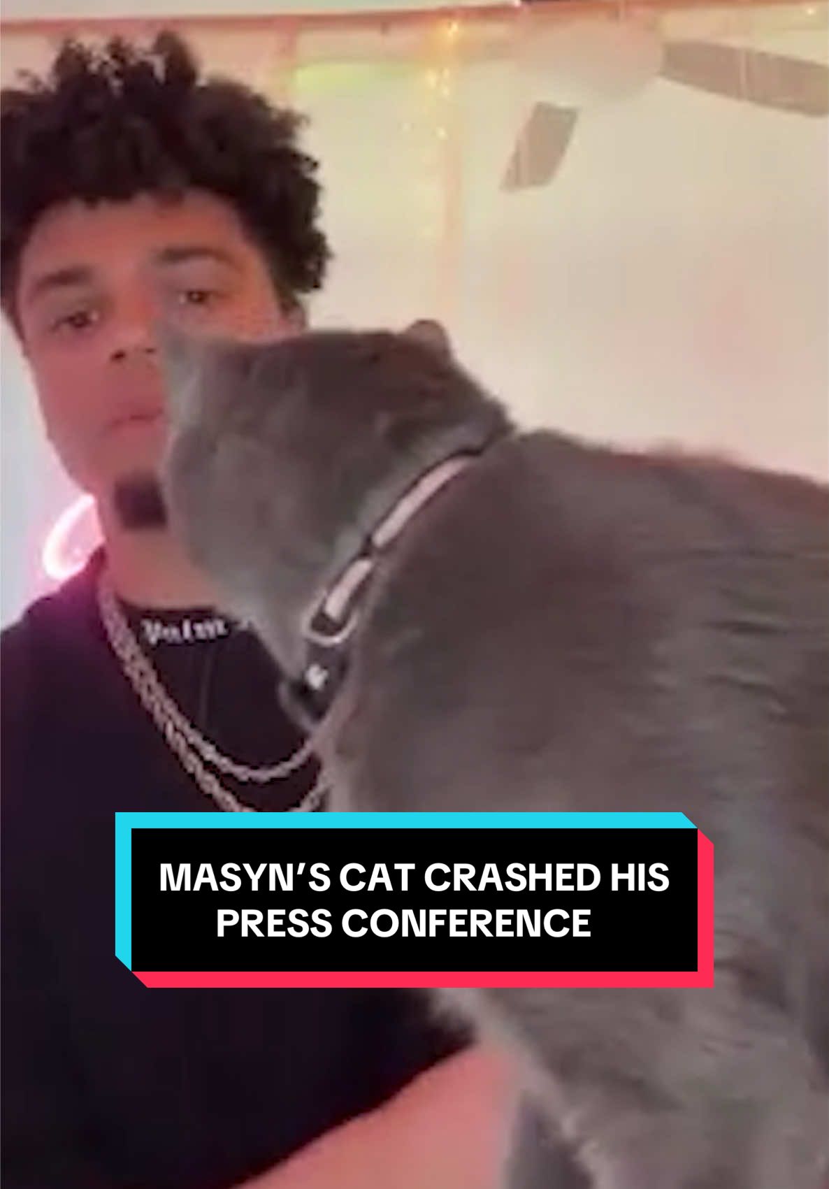 V excited to meet Niko 🐈‍⬛ #cat #pet #catsoftiktok #animals 