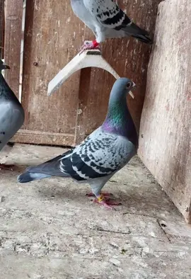 ‎#سباق_حمام_زاجل✌️ #زاجل_بلجيكي #اكسبلووووورررر#زاجل_سباق #زواجل_الموصل ل       