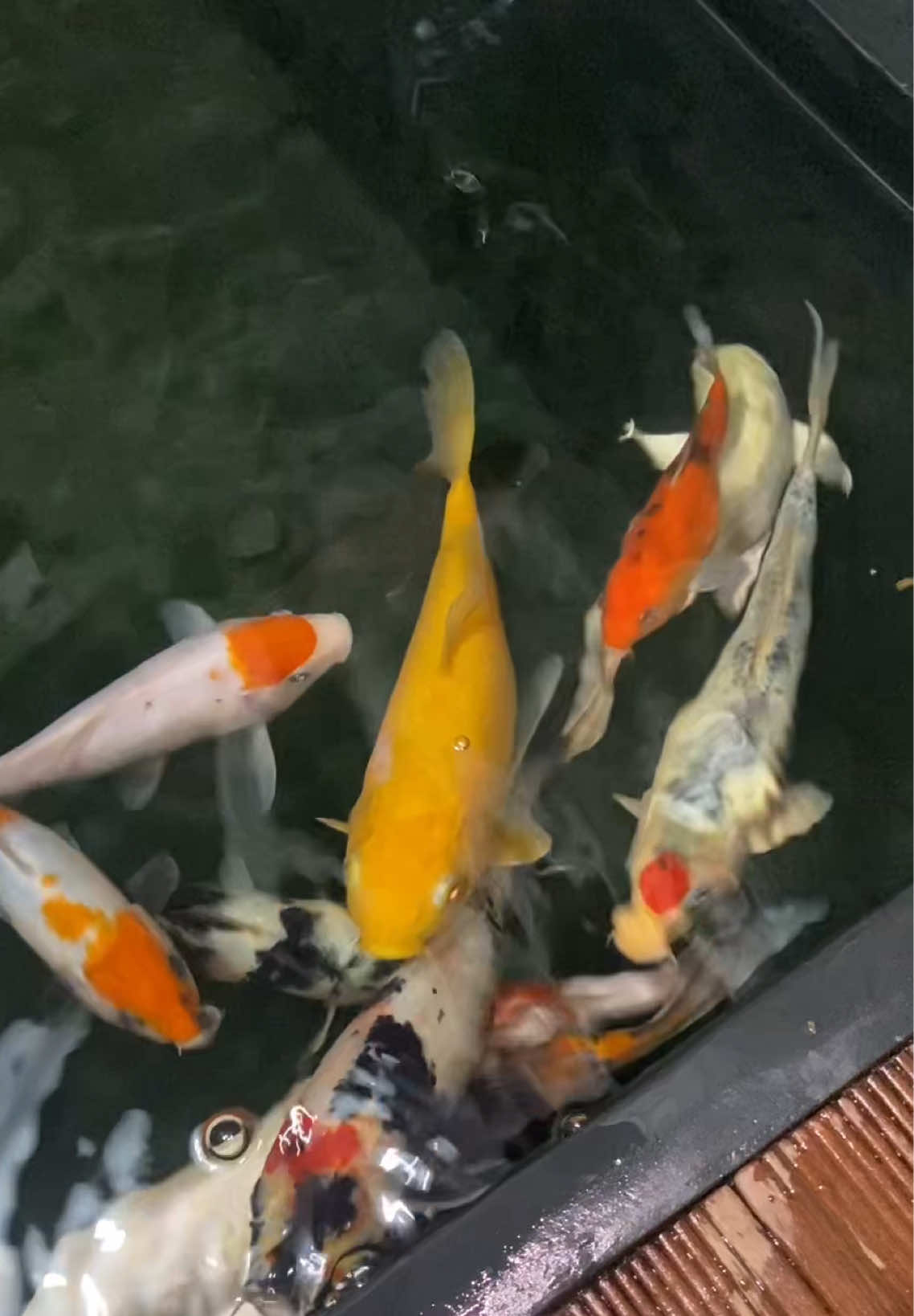 Pelampiasane Cah Lanang sing ora doyan Alkohol 🤭 #ikankoi #koi #koifish 