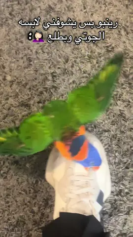 تعبني🤦🏻‍♀️😂😂 #parrot #الشعب_الصيني_ماله_حل😂😂 #رينبو #لوري #ببغاء 
