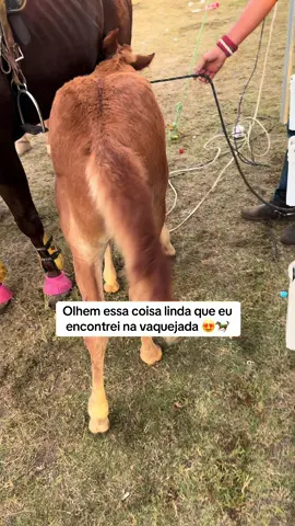 Esse vai ser forte 🐎 #cavalo #vaquejada #filhote #agro #viralvideo 
