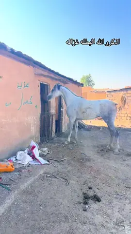 #العراق🇮🇶❤️ #خيل_وخياله🐎 #صلاح_الدين #ربيعه_ديار_شمر #العراق_السعوديه_الاردن_الخليج 