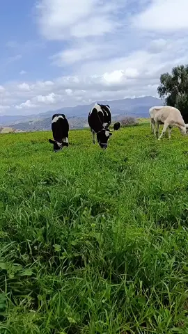 حمدالله على هاد طبيعة الجميلة#tik_tok 