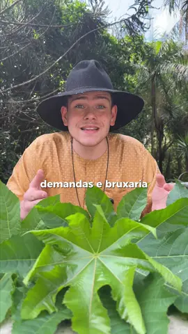 A erva de Exu que corta feitiços, demandas e bruxaria. Nem todo cansaço vem do corpo — tem energia que gruda, suga e seca tua força. E quando o mal entra, é a mamona que limpa. Os antigos sabiam: A folha de mamona puxa o peso invisível, quebra magia e fecha o corpo contra olho gordo e inveja. É banho quente, direto e certeiro. ⚔ Como fazer: Macia 3 folhas de mamona em 1,5L de água morna. Depois do banho comum, joga do pescoço pra baixo e afirma: “Exu, corta o mal e protege meu caminho.” Não é simpatia. É proteção real. Pra quem sente o corpo pesado, o sono ruim e o dia travado — esse é o corte que devolve tua energia. Aviso importante: As folhas e sementes da mamona contêm ricina, uma substância tóxica. Nunca ingira. O uso deve ser somente externo, em banhos e rituais energéticos. Comenta EXU ABRE MEUS CAMINHOS se vai fazer esse banho, e segue a @acasadeze pra aprender o simples que FUNCIONA. #juremasagrada #jurema 