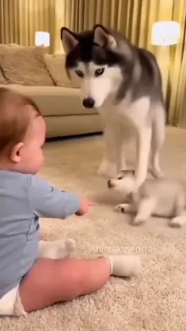 Baby tries to teach the puppy to sit… with help from mom dog 🥹 #baby #cute #puppy #funny #fyp 