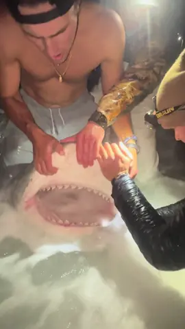 RELEASING GIANT TIGER SHARK‼️👀 #fishing #fyp #viral #trending #fypシ 