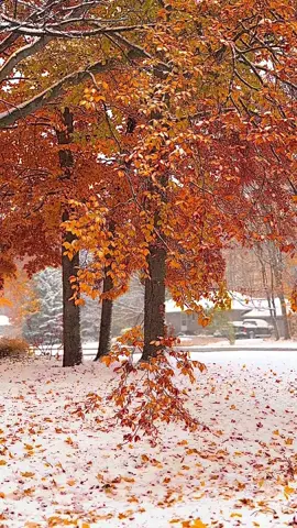 #firstsnow #november #snowinautumn #autumn #foryou 